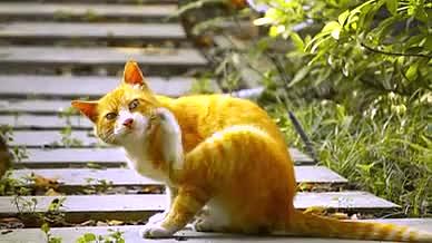 宠物橘色猫咪可爱户外视频的预览图
